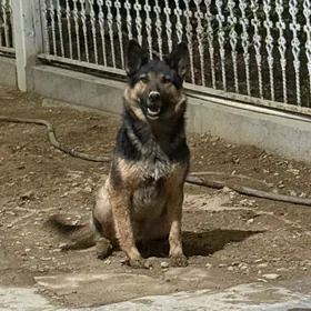 Owcarka Nemeski cisti