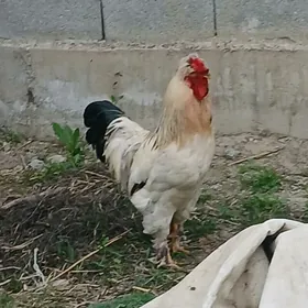 ADY BARAMA ÝAŞAJYK HORAZ