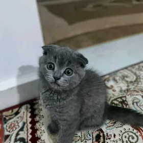 шатлански весдаушко