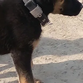 авчарка  немис