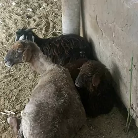 guzuly goýun 1-çewiş