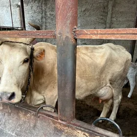 ARGINAL GOLELI SYGYR