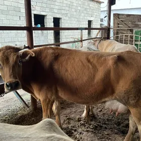 SUYTLİ SYGYR ARGINAL