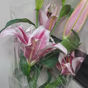 Salam Gyz Isgar Gerek