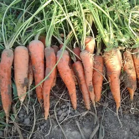 towuk juje sygyr okuz goyun un