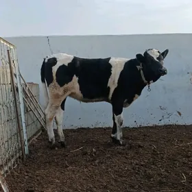 GARALA GALIŞDEÝIN TÜWE