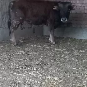 ŞWES OKÜZ ARASSA TOHUM MAL