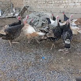 самиз индуклар