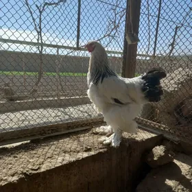 брама хораз