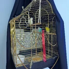 Попугайчики волнистые комплект