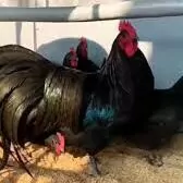 Awstralorp. Австралорп