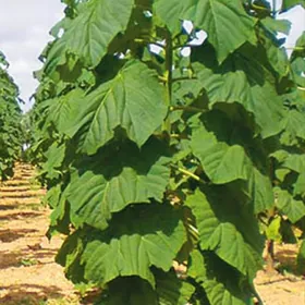 павловния Pawlovniya