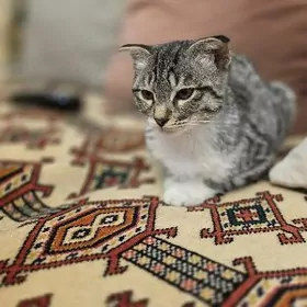 Отдадим в добрые руки