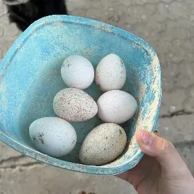 индук юмуртга