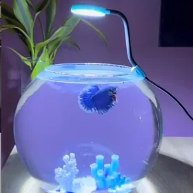 миниаквариум