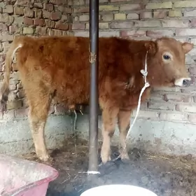 Öküzler Tohum 7 aýlyk 2 sany