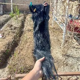 gosmaca Sac iskustveniy