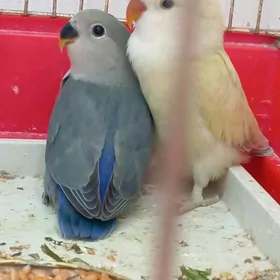 popugay попугай