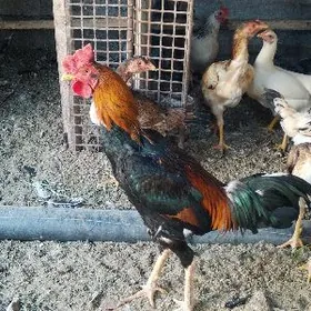 Байесовые хораз