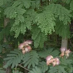 альбиция ленкараньская