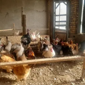 Ahal welaýat gökdepe