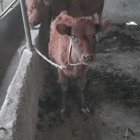 танали сигр