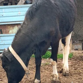 BOGAZ TÜWE GALYŞTEÝIN