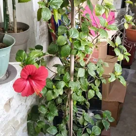 китайская роза