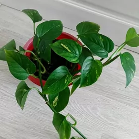 домашние цветы