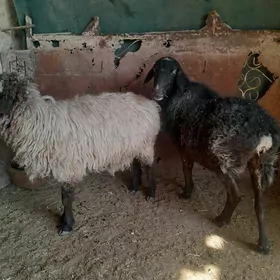 богаз гойунлар