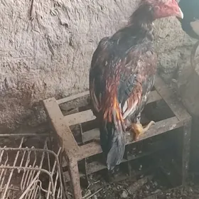 BAÝSOW HORAZ JUJE SATLYK