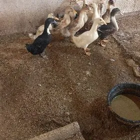 гак гак ордек