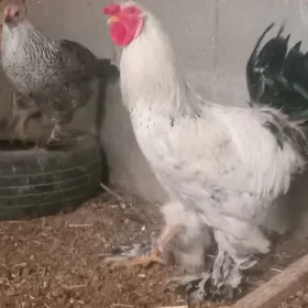 brama balgar ýumurtga