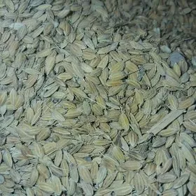 şaly.Tüwi.(Bürünç).