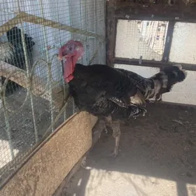 индюк эркек бир саны