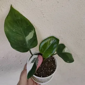 Филодендрон