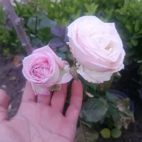 Original Roza gül nahaly