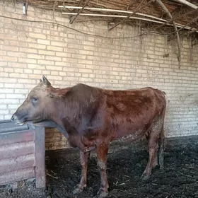 баклык окуз