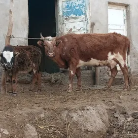 ULY OKIZ GOLELI GÖLELI SYGYR