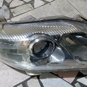 Okuz kelle fara  sag tarap