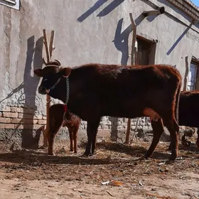 ATÝALAK BEYIK GÖLELI SYGYR