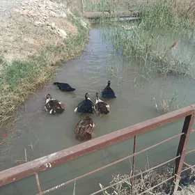 Indautga ene ordekler