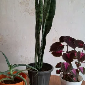 цветы сансевиерия