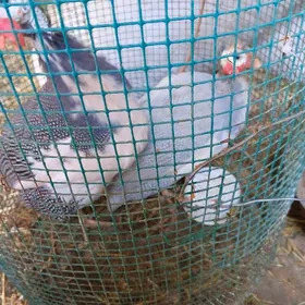 цесарки 2 штуки