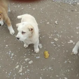 алабай тохум гужик