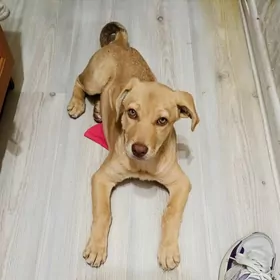 собака 3 месяца. девочка.