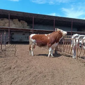 симментал окуз