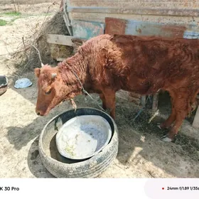 1 ýaşan tüwe ýerli mal