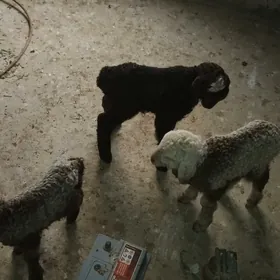 Guzy 10 günden Geçen