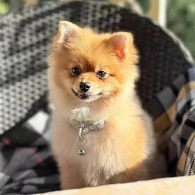 померанский мини шпиц